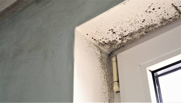 Best Mold Prevention Services  in Lexington, MI