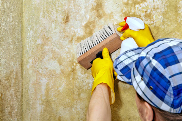 Best Mold Damage Restoration  in Lexington, MI