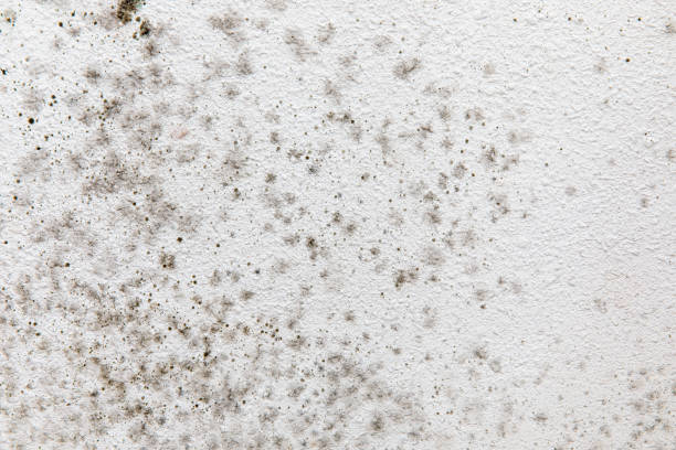  Lexington, MI Mold Removal Pros