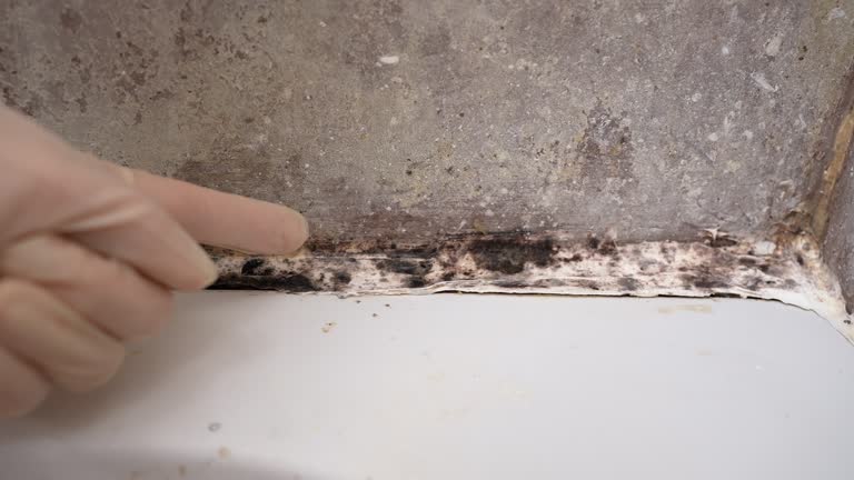 Lexington, MI Mold Removal Company