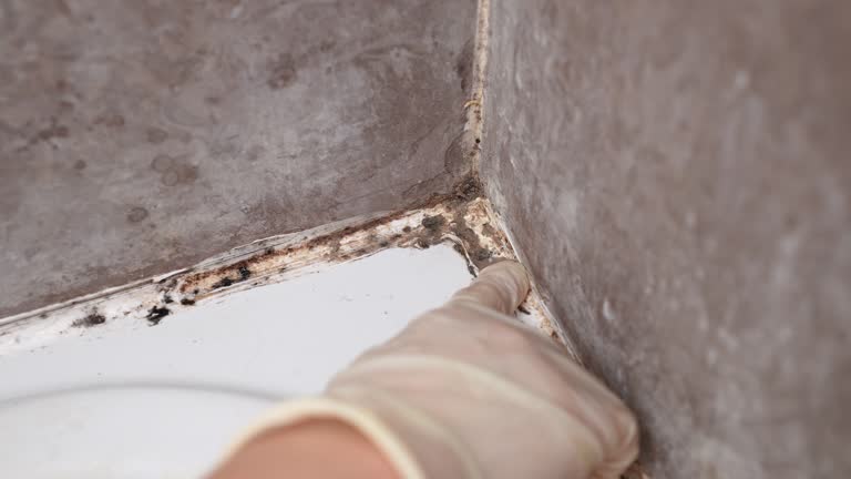 Mold Odor Removal Services in Lexington, MI